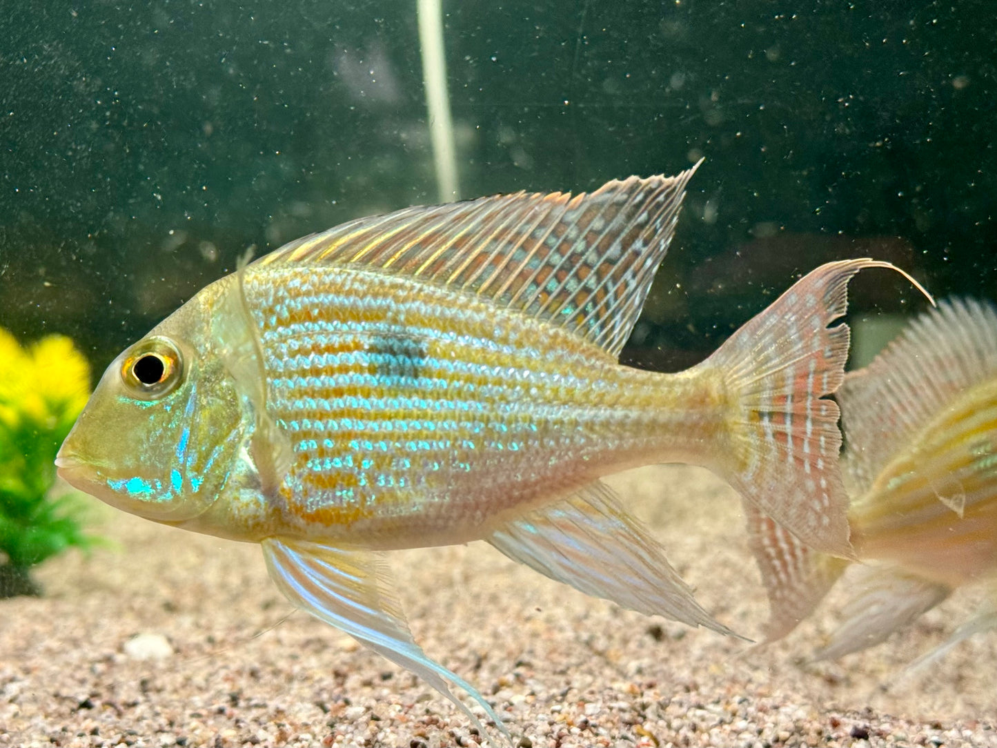 Svens Erdfresser Geophagus sveni Rio Araguaia XL