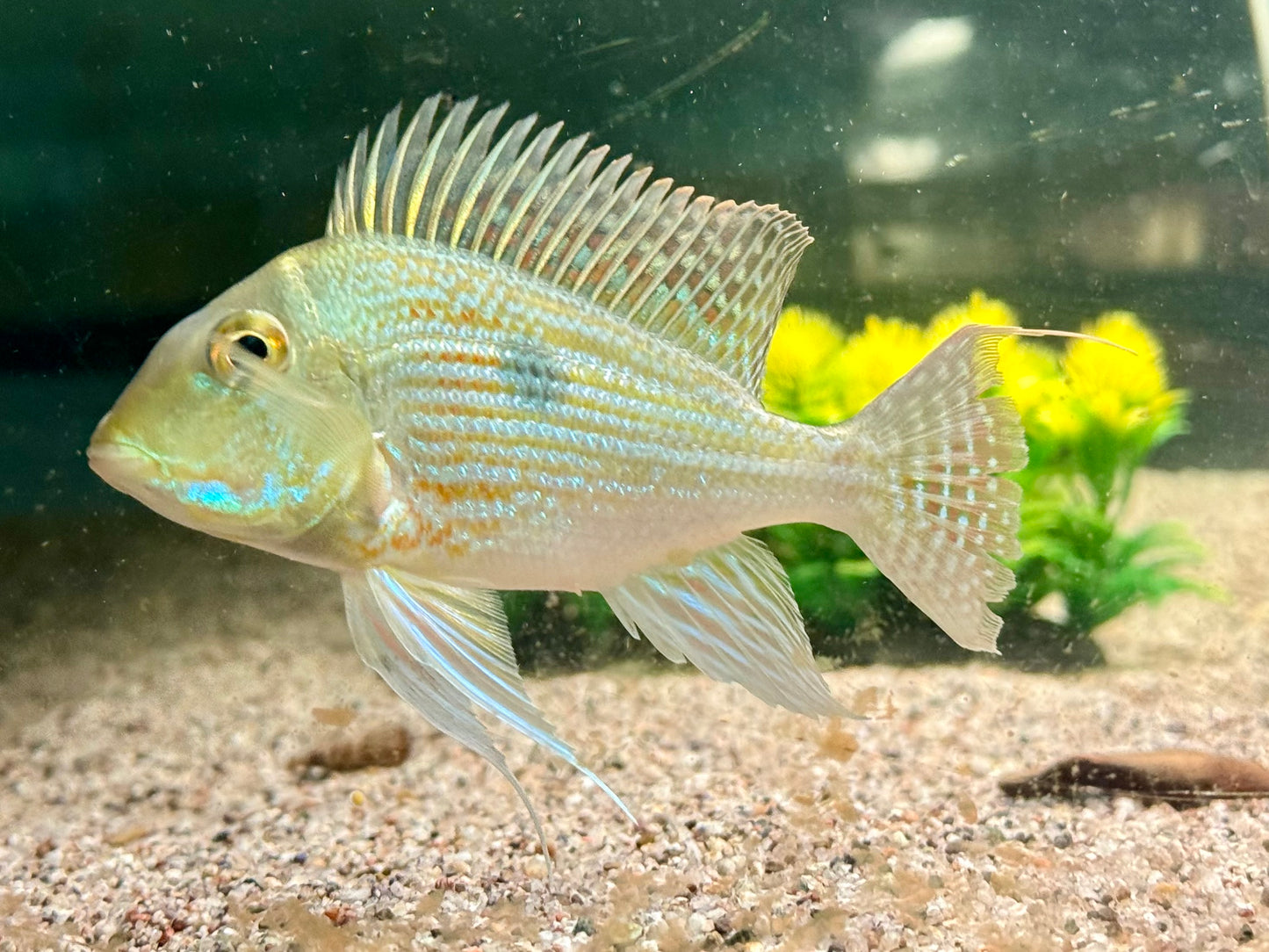 Svens Erdfresser Geophagus sveni Rio Araguaia XL