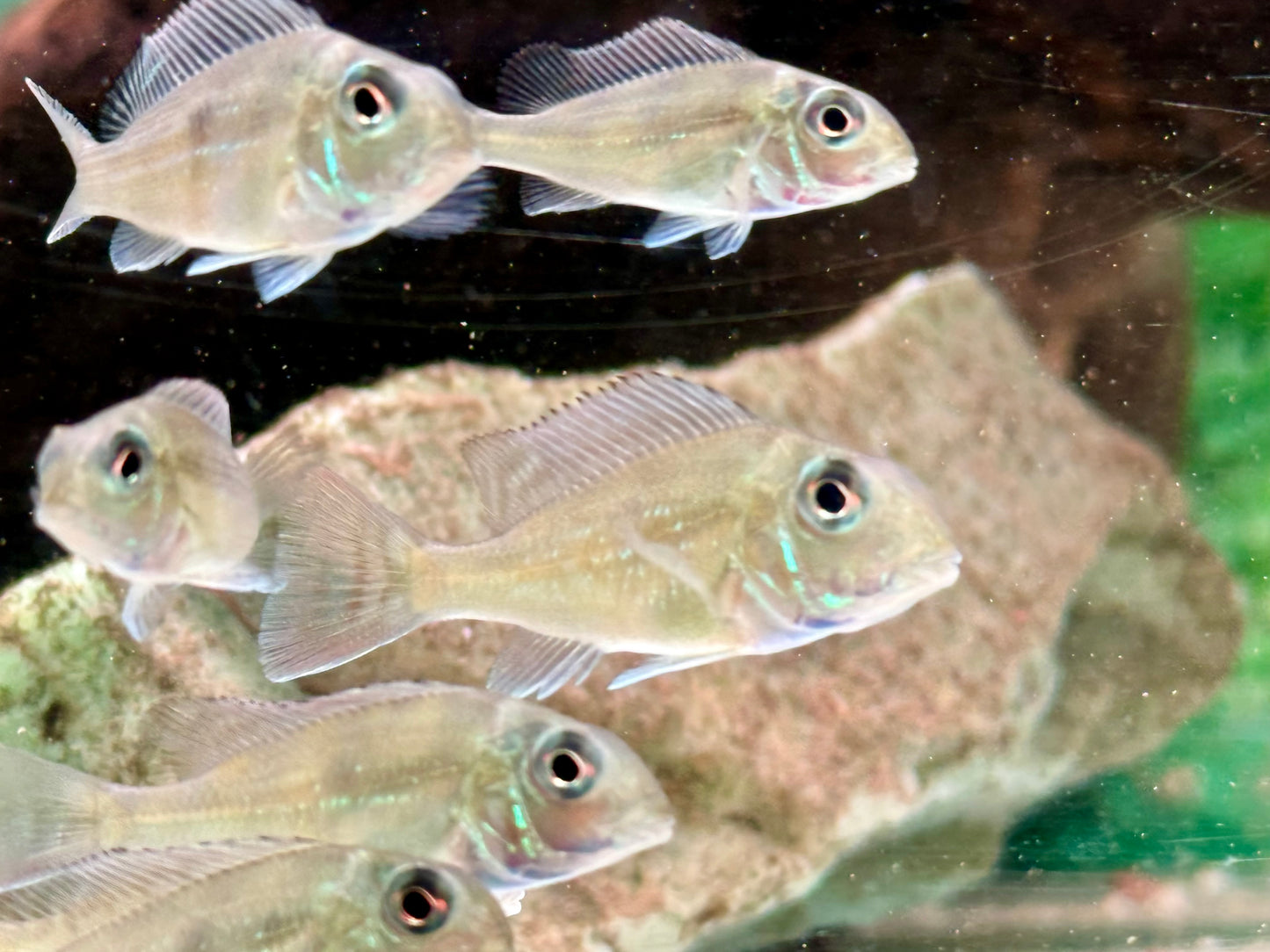 Svens Erdfresser Geophagus sveni Rio Araguaia