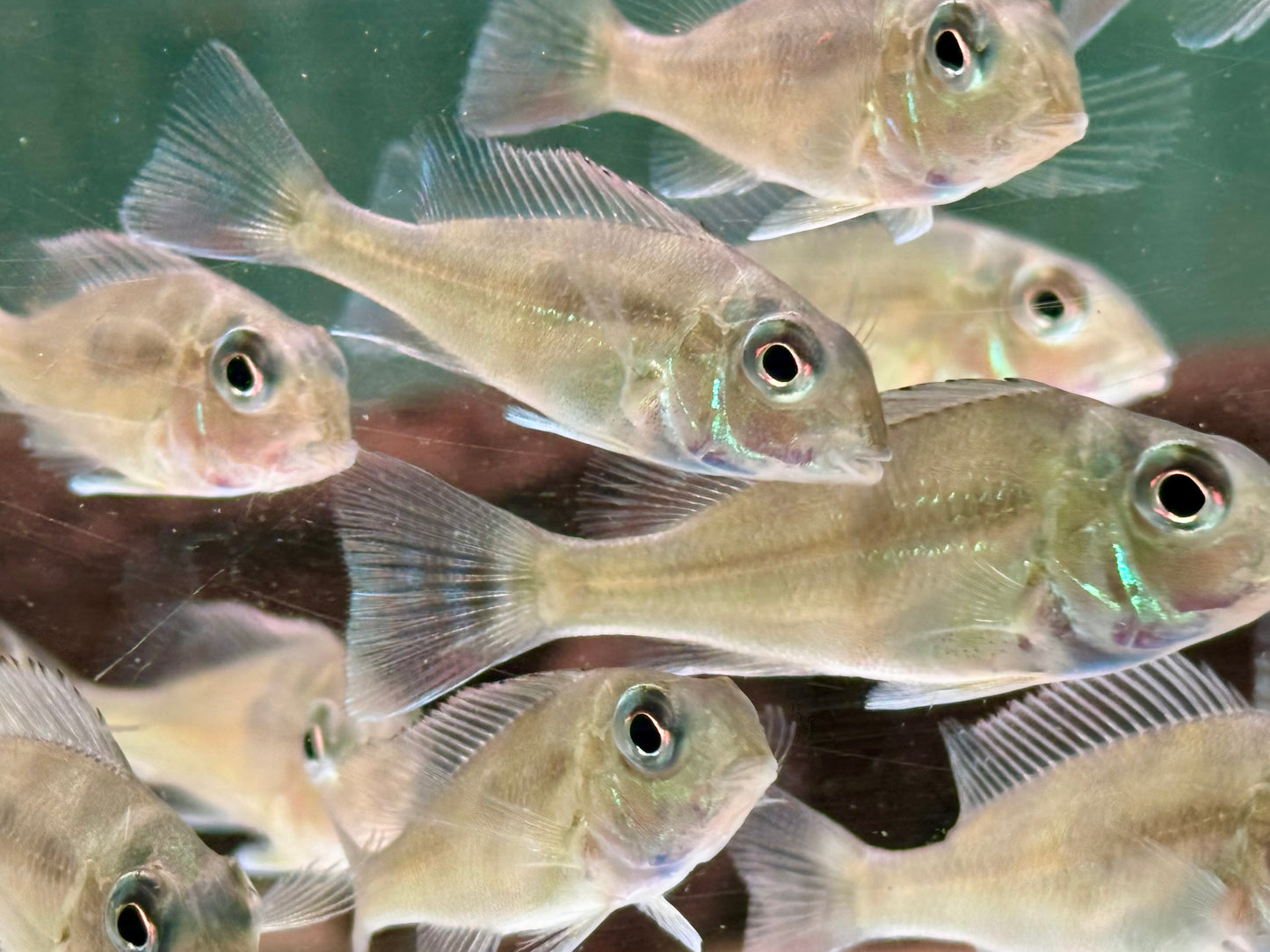 Svens Erdfresser Geophagus sveni Rio Araguaia