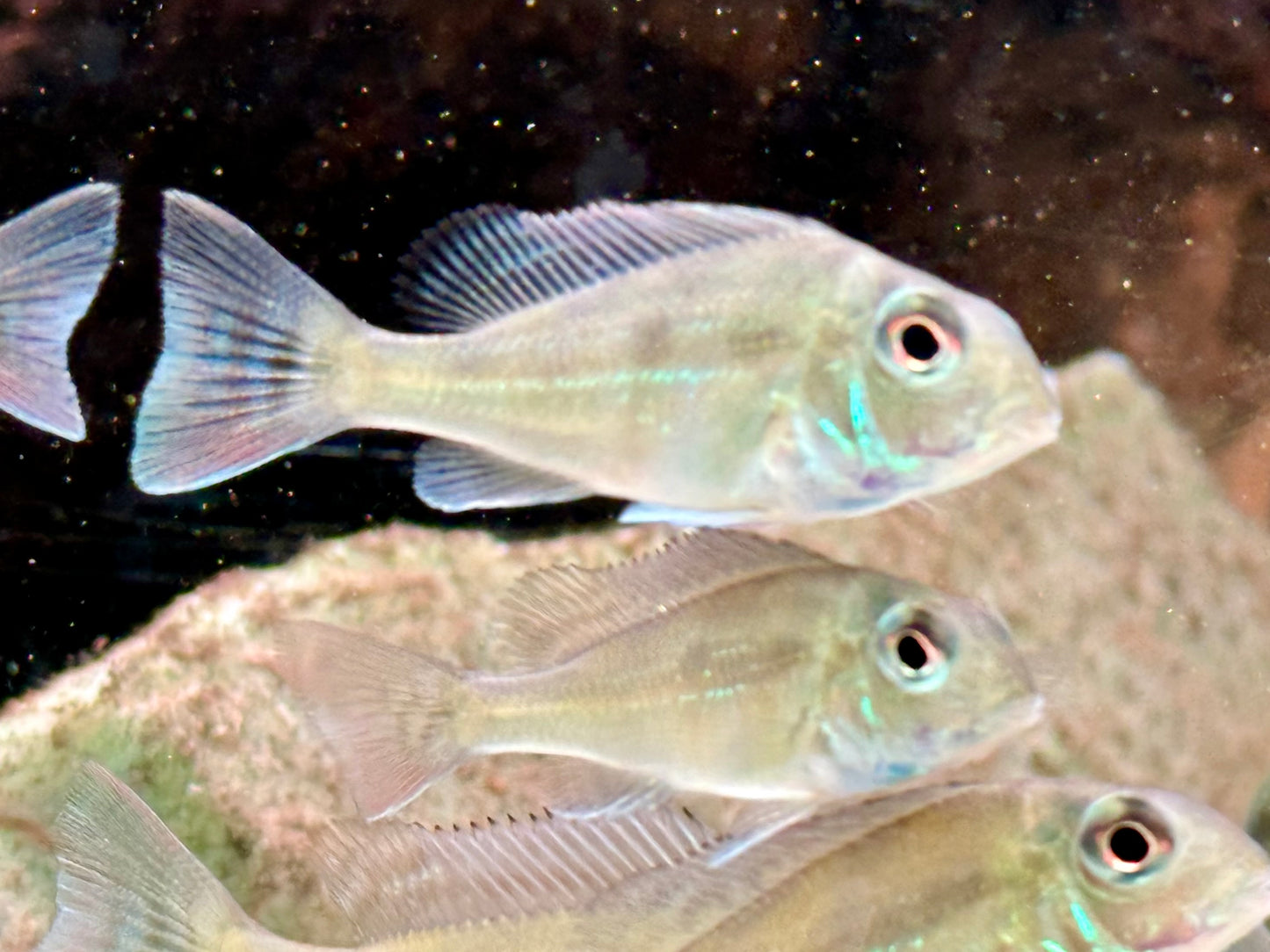 Svens Erdfresser Geophagus sveni Rio Araguaia