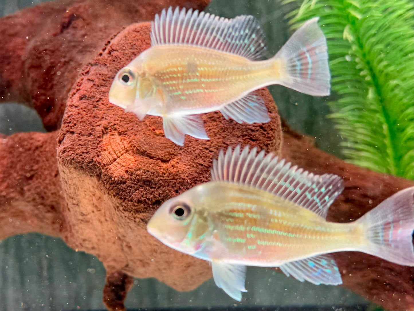 Svens Erdfresser Geophagus sveni Rio Araguaia 6-8cm