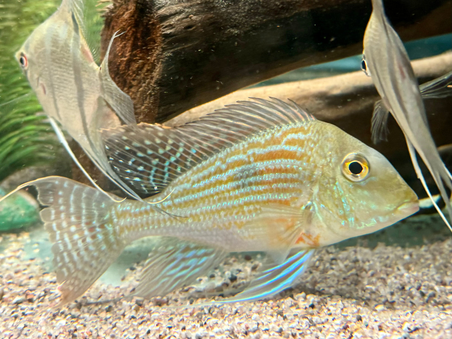 Svens Erdfresser Geophagus sveni Rio Araguaia XL
