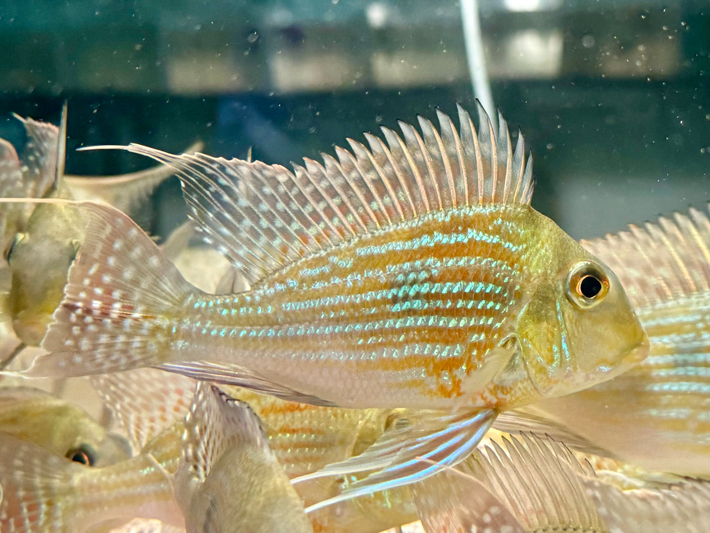 Svens Erdfresser Geophagus sveni Rio Araguaia XL