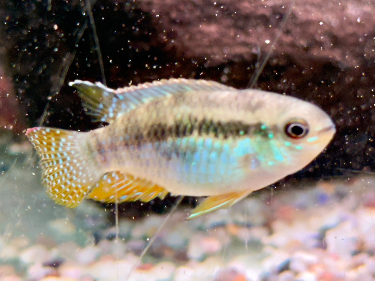 Türkisblauer Tüpfelbuntbarsch Laetacara curviceps