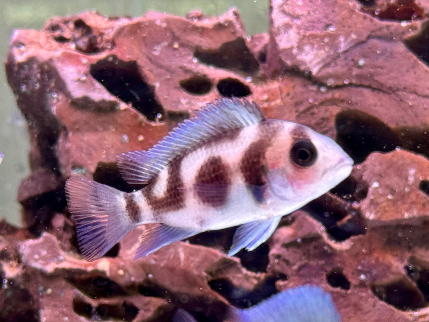 Tanganjika Beulenkopf Black Widow Cyphotilapia frontosa