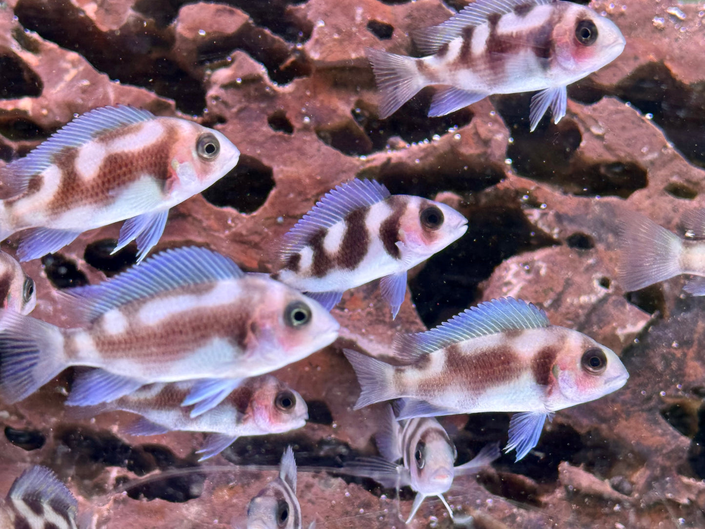 Tanganjika Beulenkopf Black Widow Cyphotilapia frontosa