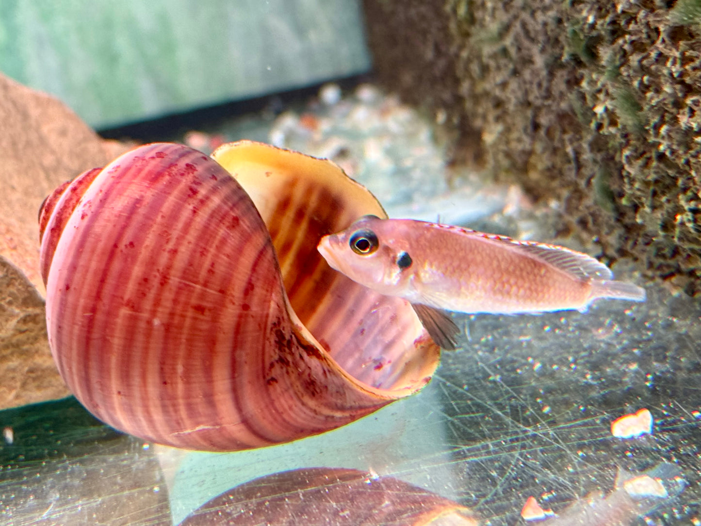 Tanganjika Schneckenbarsch Lamprologus ocellatus