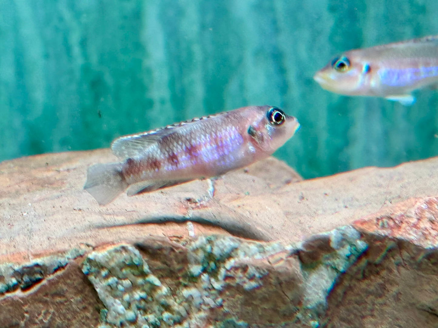 Tanganjika Schneckenbarsch Lamprologus ocellatus