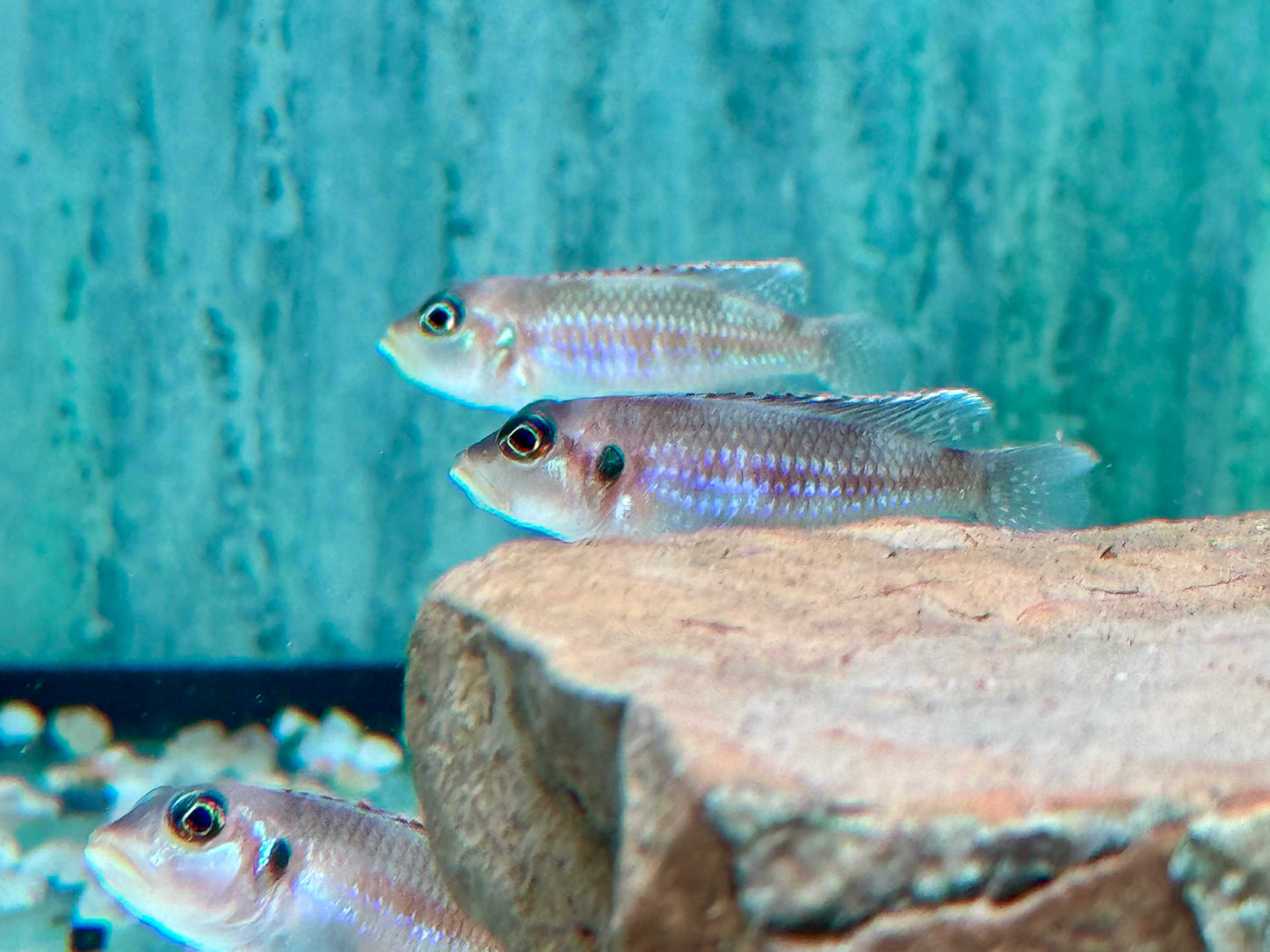 Tanganjika Schneckenbarsch Lamprologus ocellatus
