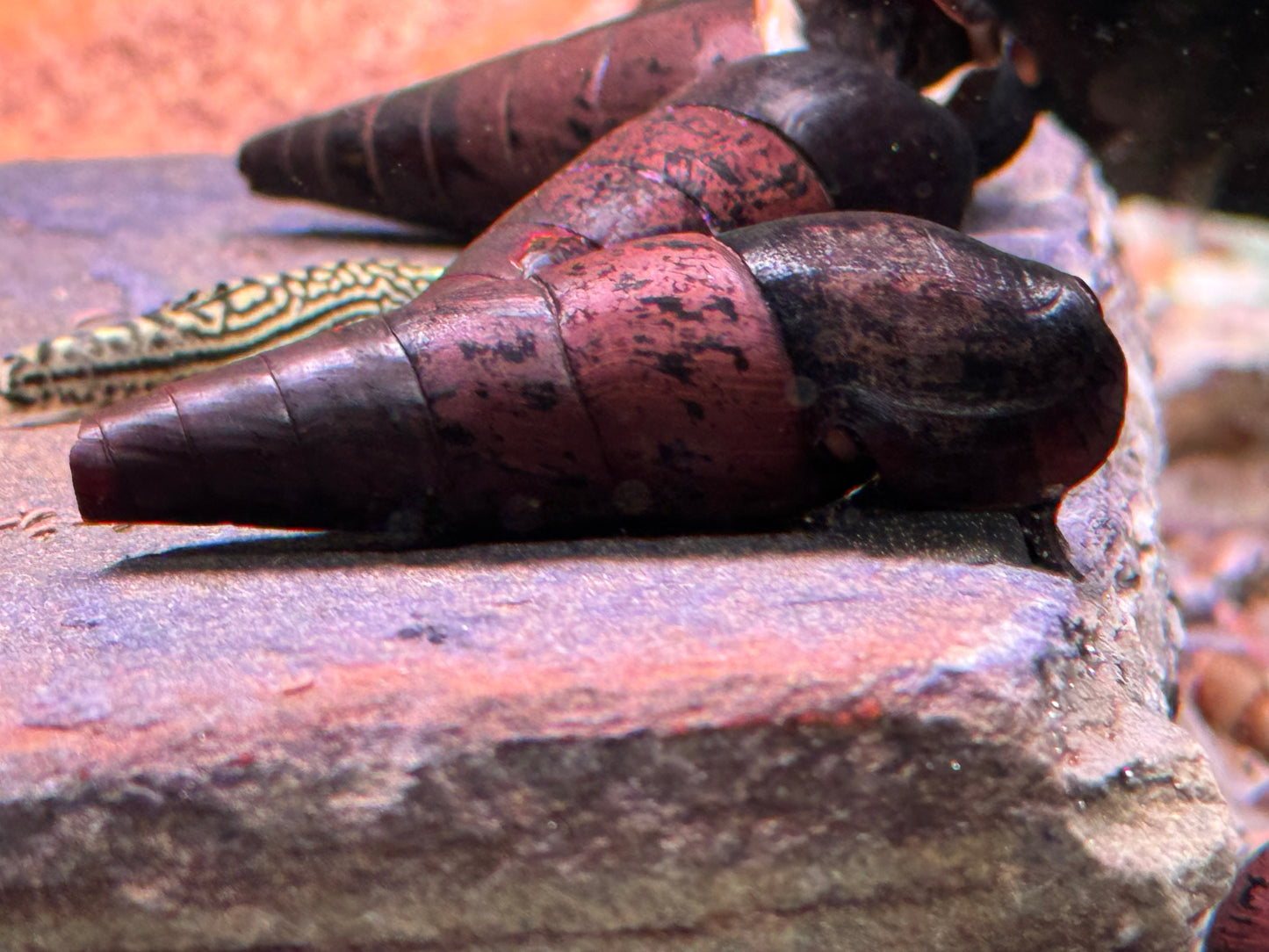 Teufelsdornschnecke Faunus ater