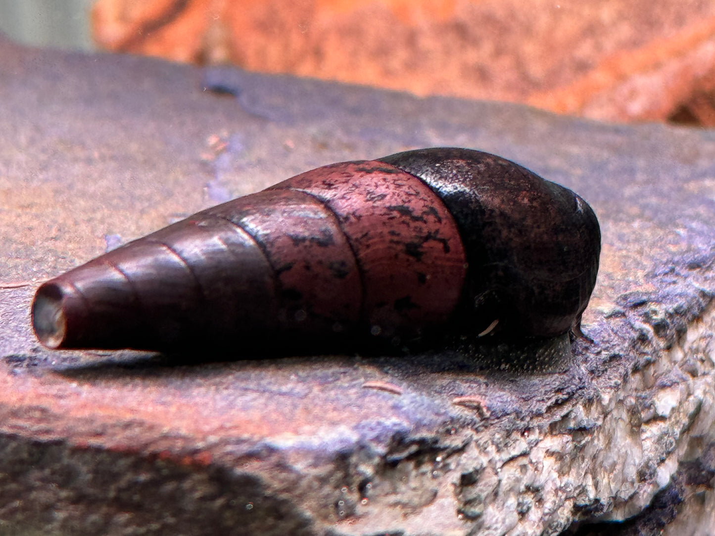 Teufelsdornschnecke Faunus ater