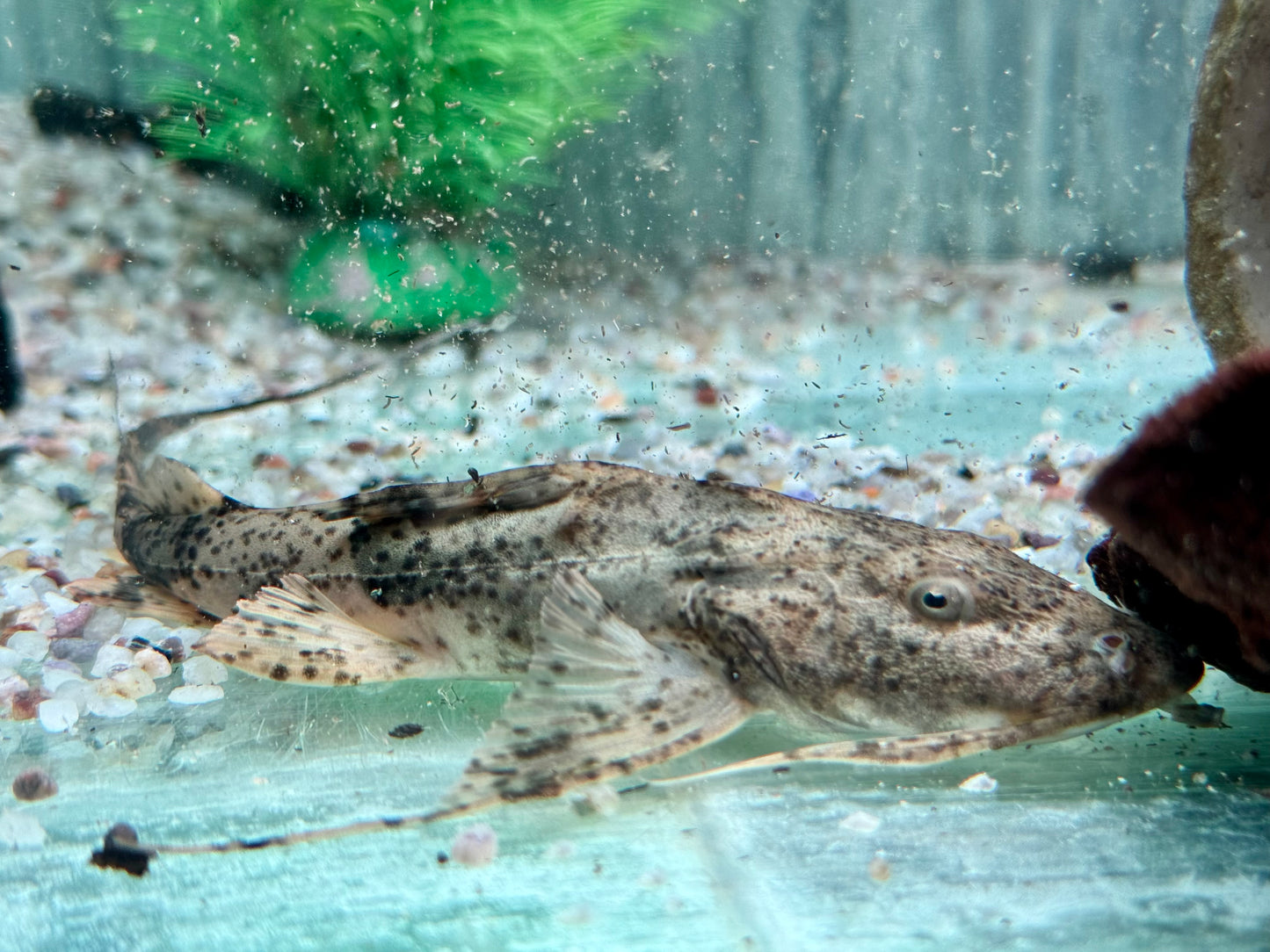 Teufelswels I Goonch Bagarius bagarius ca. 20 cm