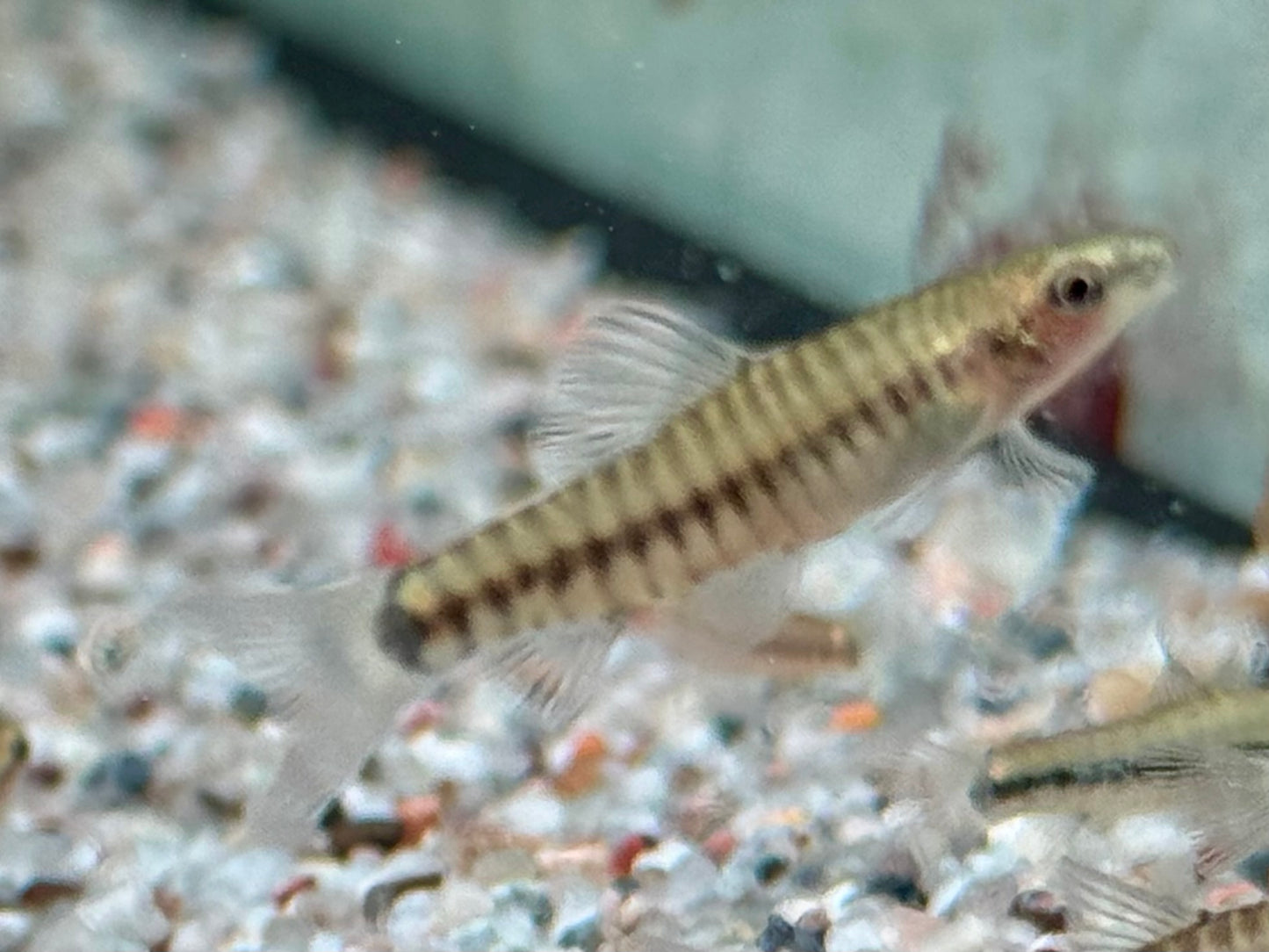 Zwerg Tigerschmerle Yunnanilus cruciatus