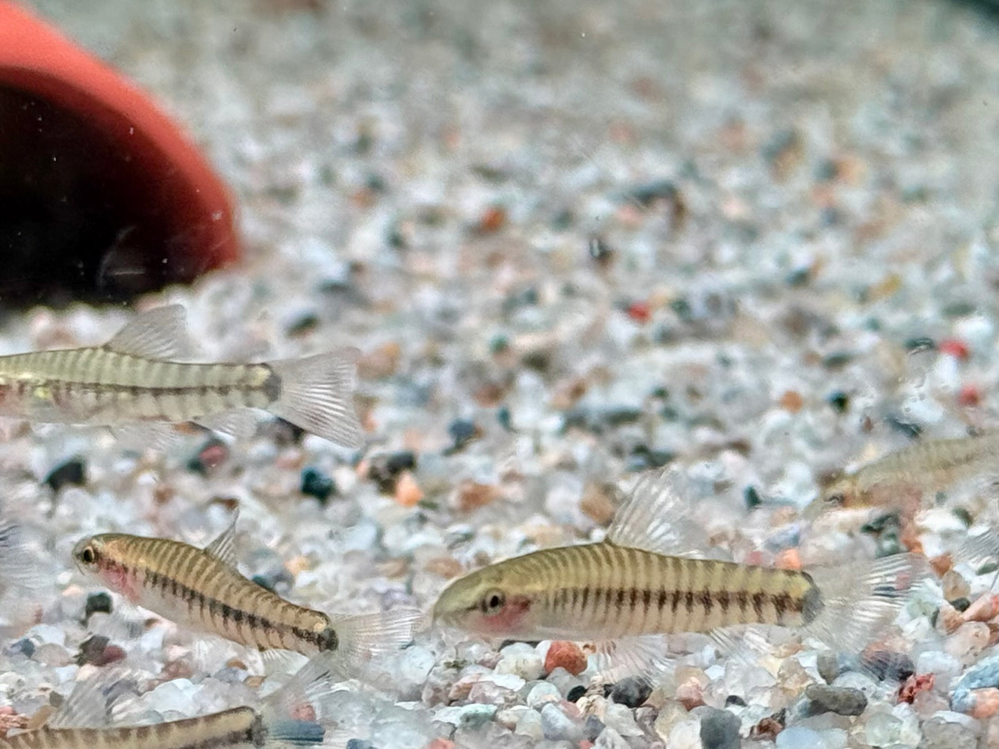 Zwerg Tigerschmerle Yunnanilus cruciatus