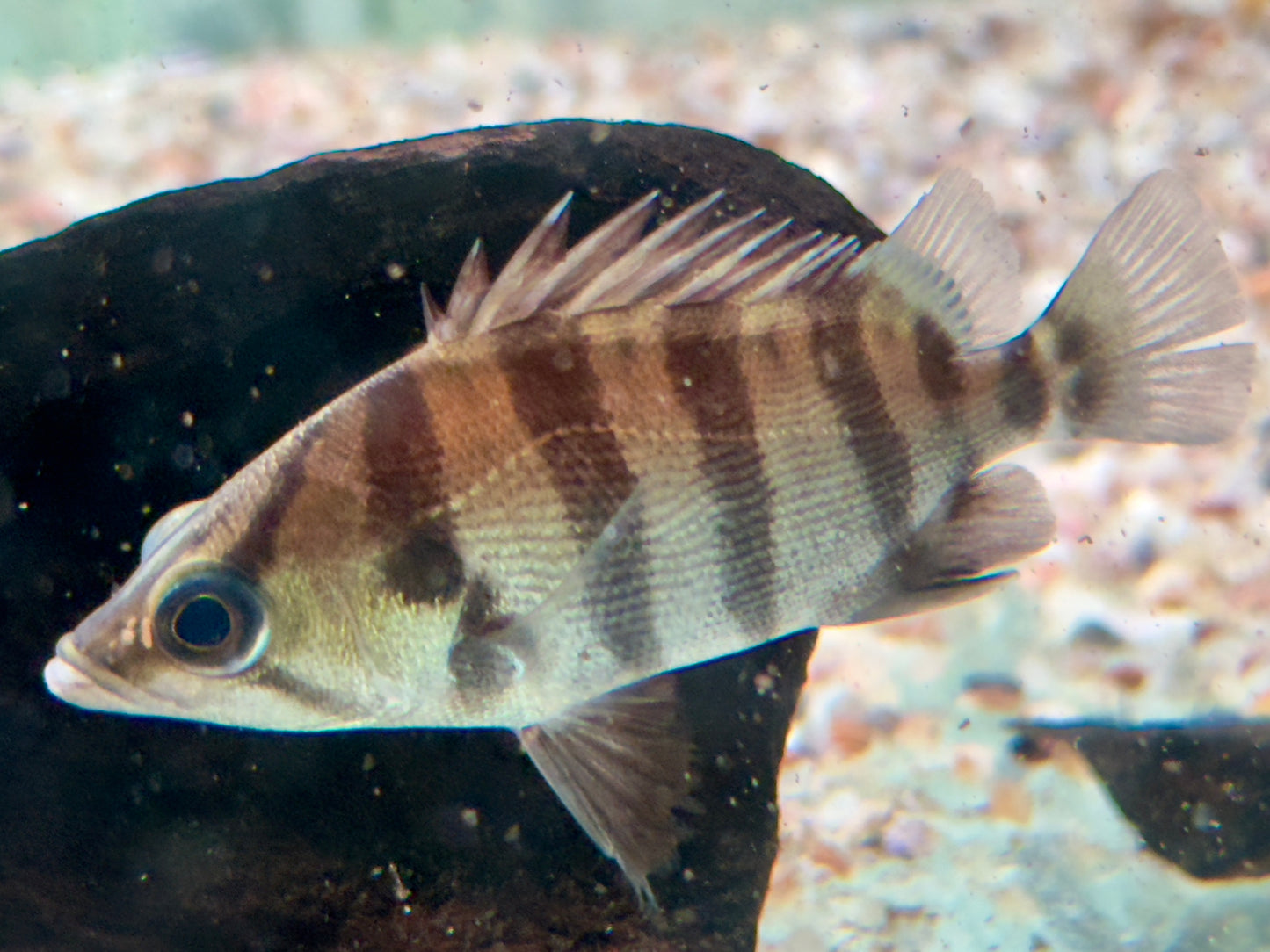 Tigerbarsch Datnioides polota quadrifasciatus