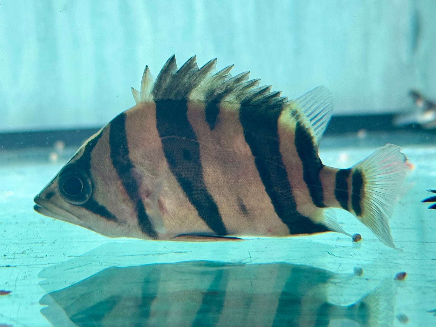 Indonesischer Tigerbarsch Datnioides microlepis 5 cm