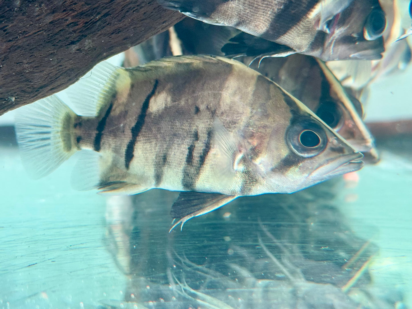 Indonesischer Tigerbarsch Datnioides microlepis 5 cm