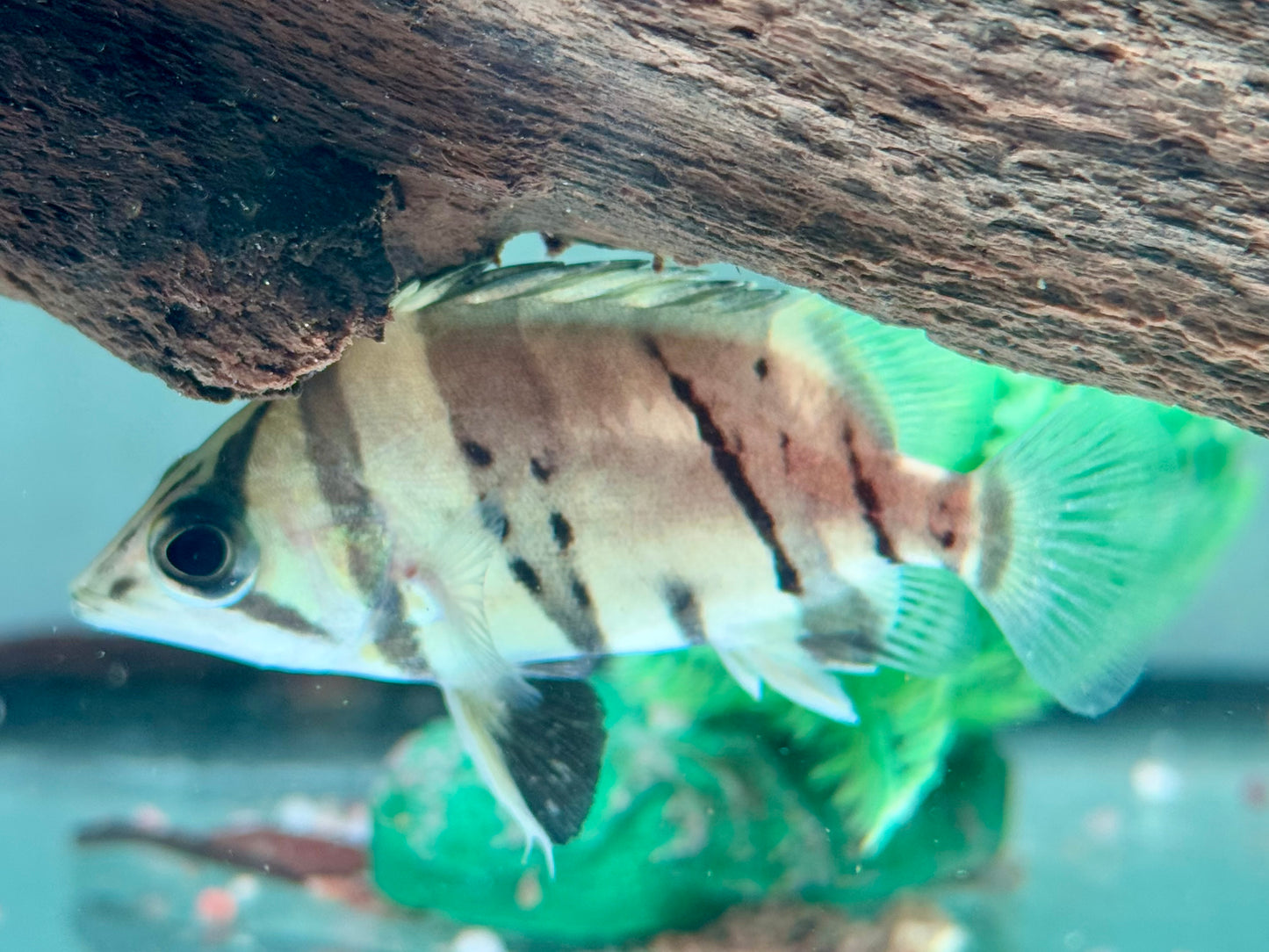 Indonesischer Tigerbarsch Datnioides microlepis 5 cm