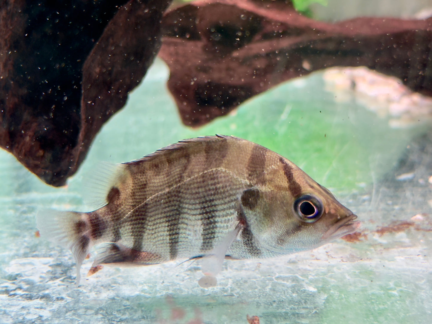 Tigerbarsch Datnioides polota quadrifasciatus