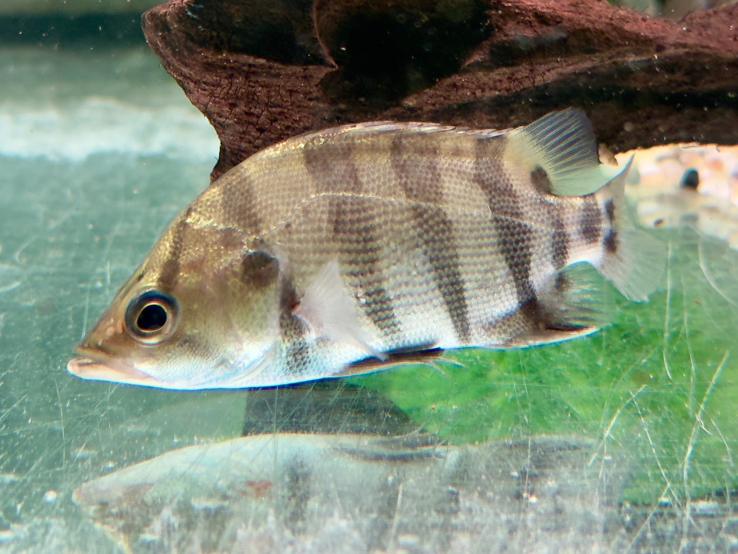 Tigerbarsch Datnioides polota quadrifasciatus