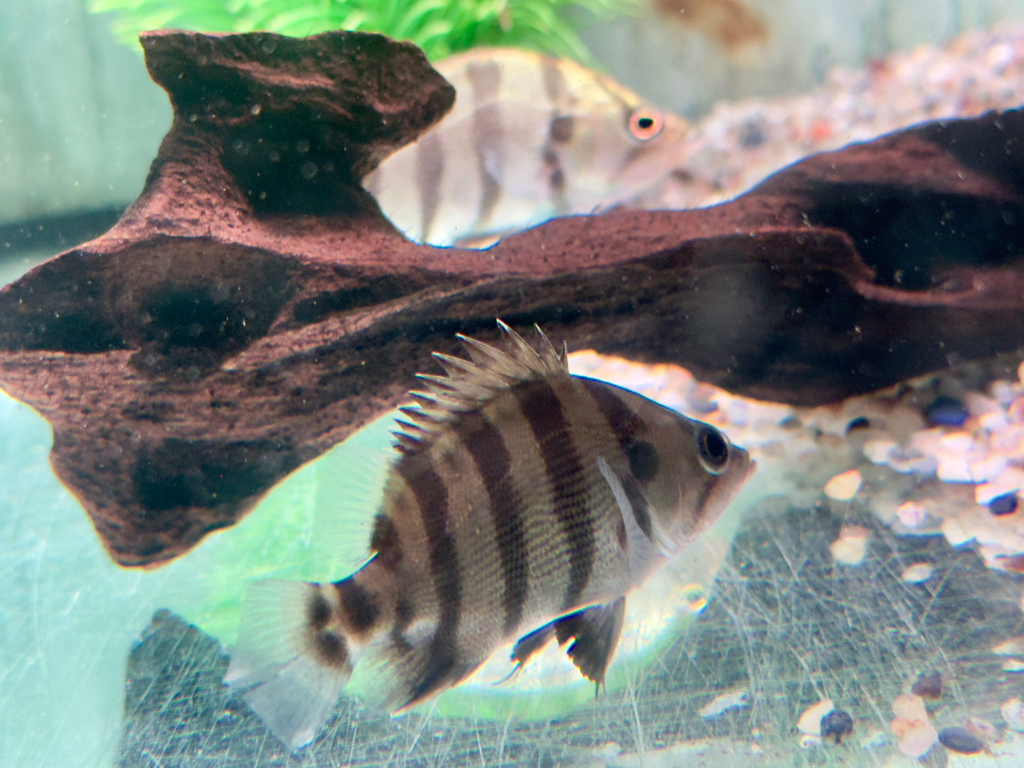 Tigerbarsch Datnioides polota quadrifasciatus