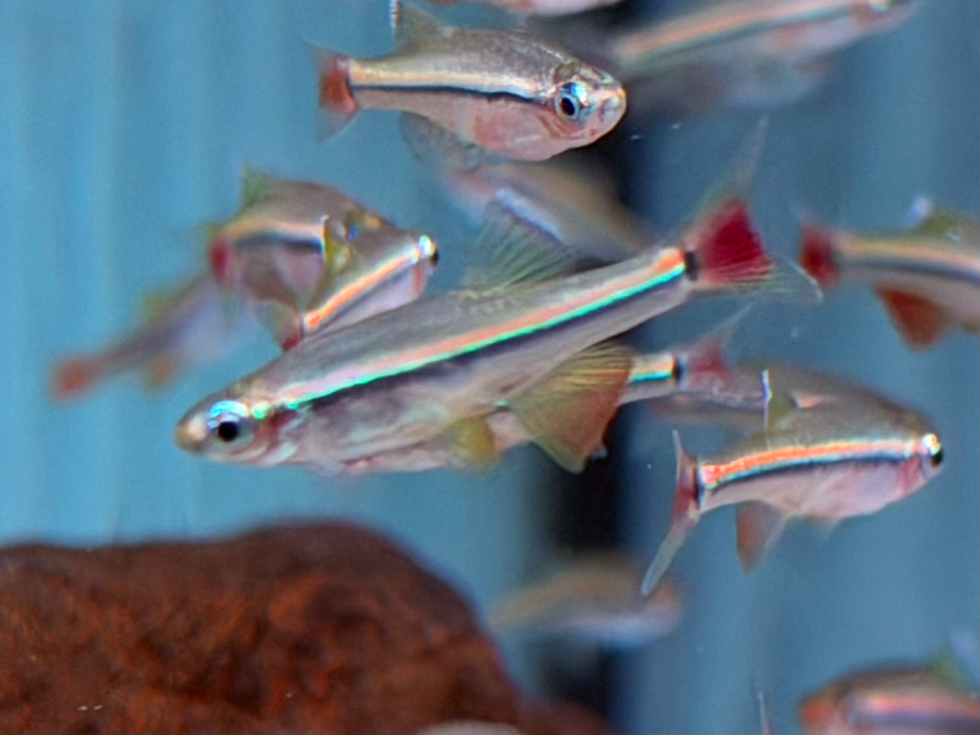 Vietnamesischer Kardinalfisch Tanichthys micagemmae 2 cm
