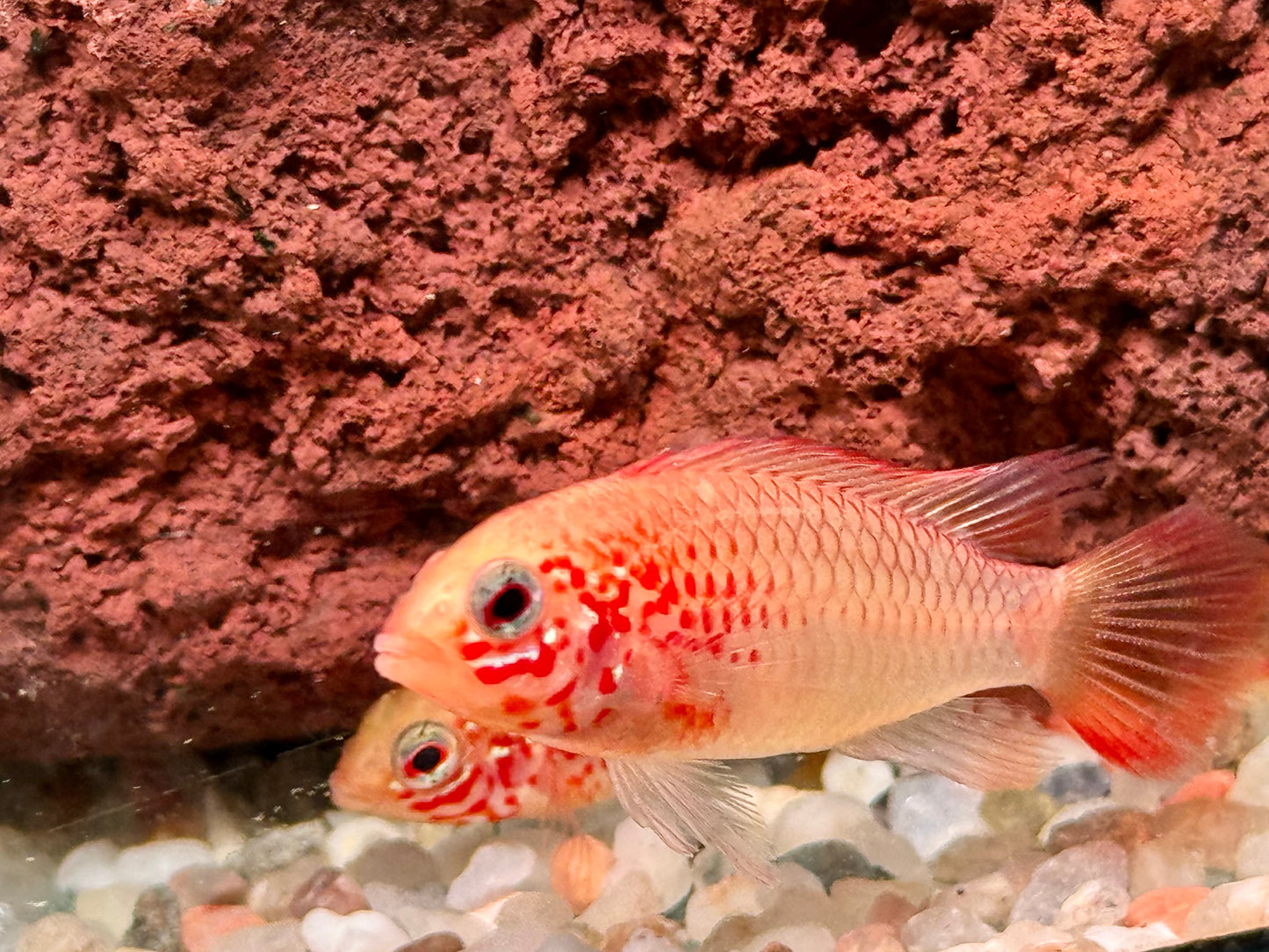 Villavicencio Zwergbuntbarsch Gold Apistogramma macmasteri