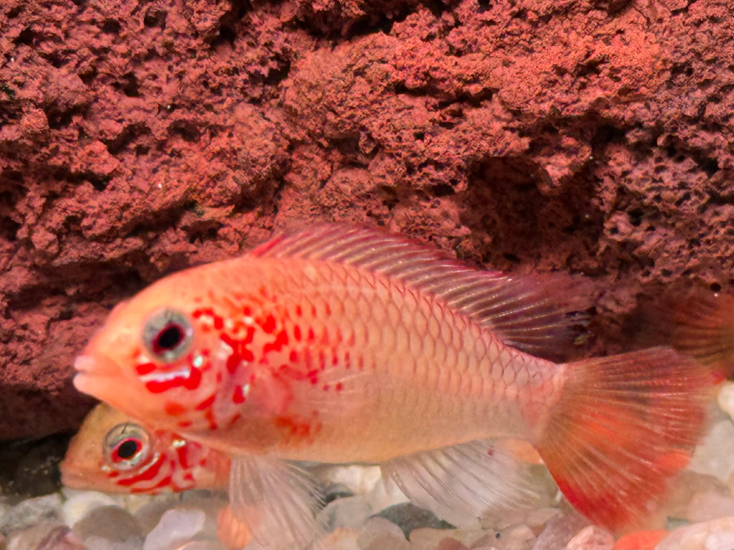 Villavicencio Zwergbuntbarsch Gold Apistogramma macmasteri
