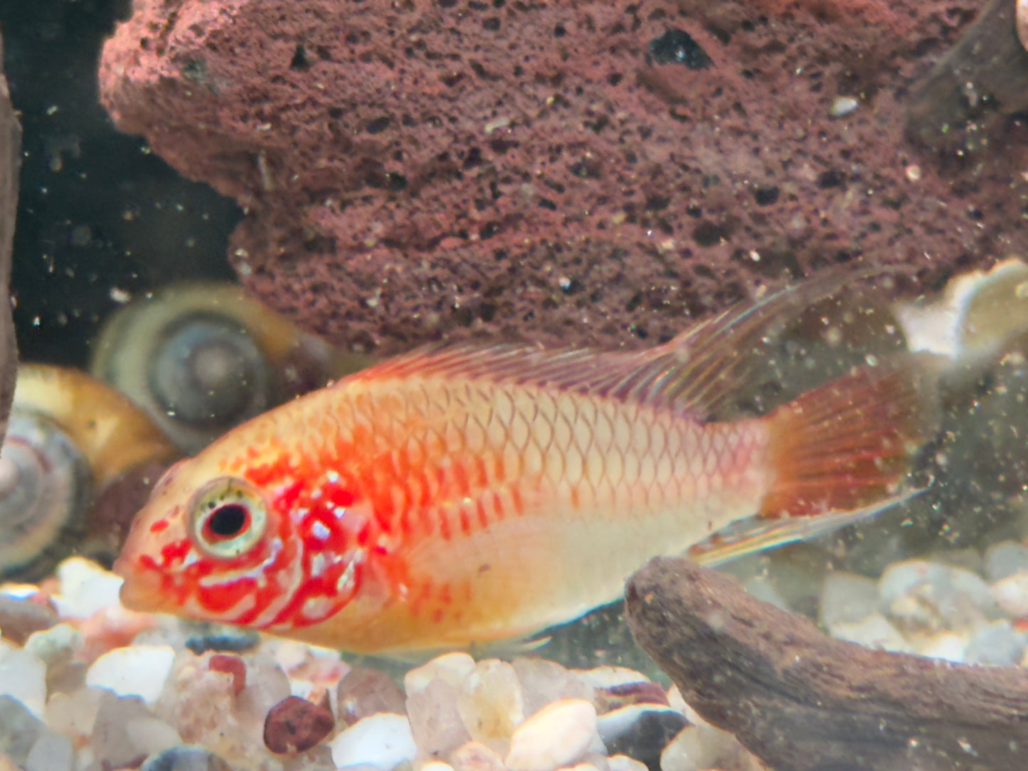 Villavicencio Zwergbuntbarsch Gold Apistogramma macmasteri
