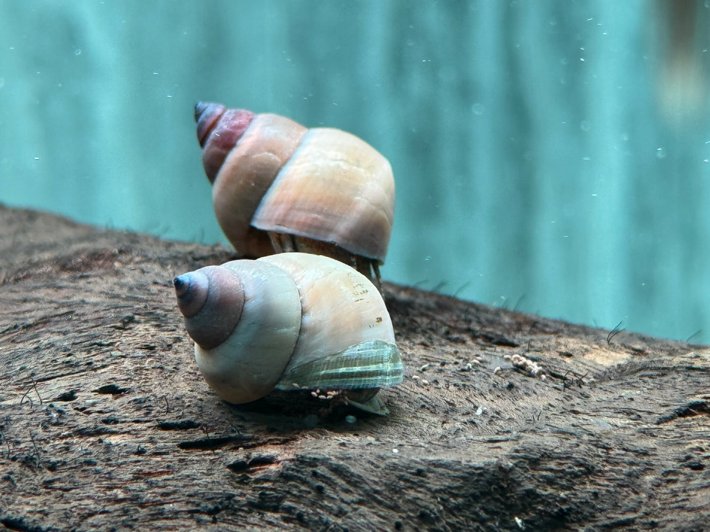 Weiße Sumpfdeckelschnecke Filopaludina martensi