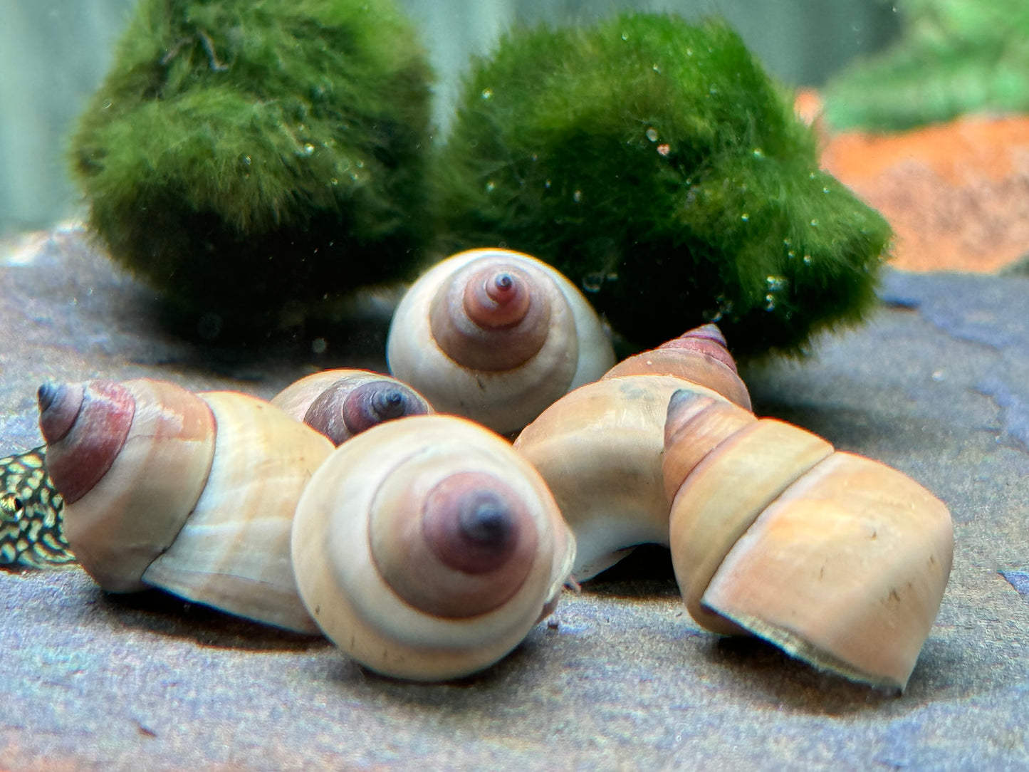 Weiße Sumpfdeckelschnecke Filopaludina martensi