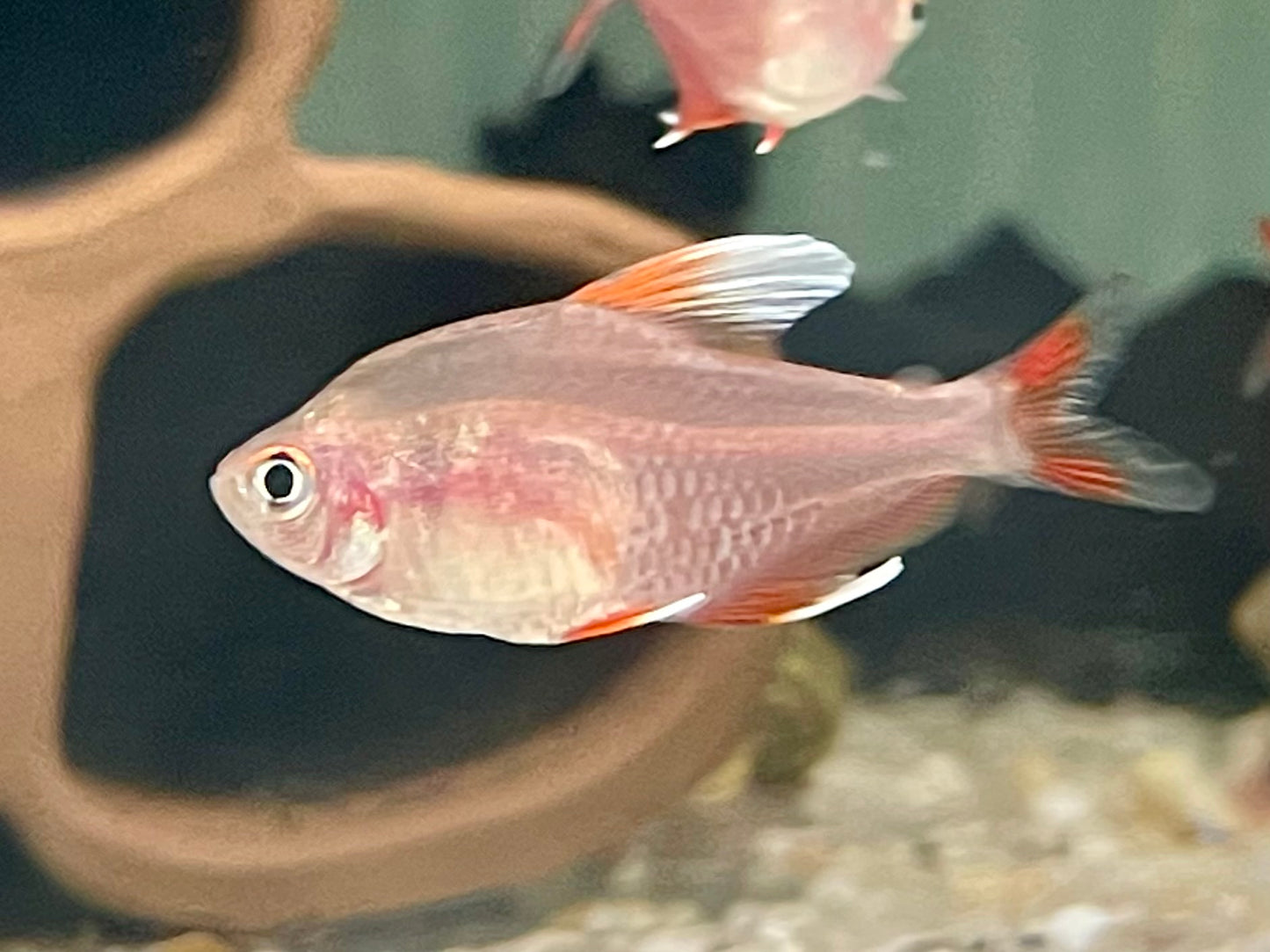 Weißflossen Schmucksalmler Hyphessobrycon rosaceus