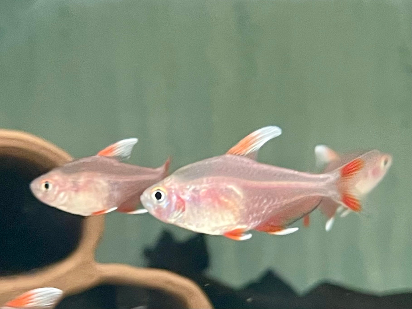 Weißflossen Schmucksalmler Hyphessobrycon rosaceus