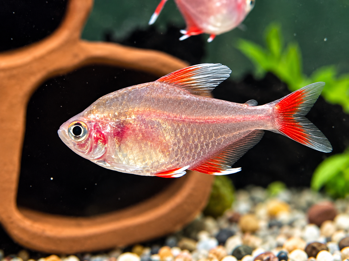 Weißflossen Schmucksalmler Hyphessobrycon rosaceus