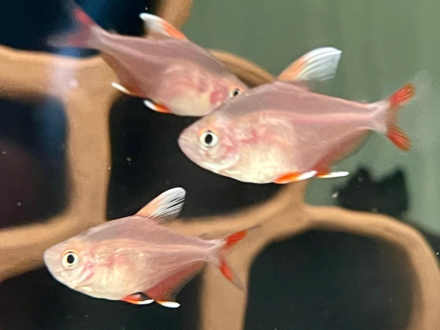 Weißflossen Schmucksalmler Hyphessobrycon rosaceus