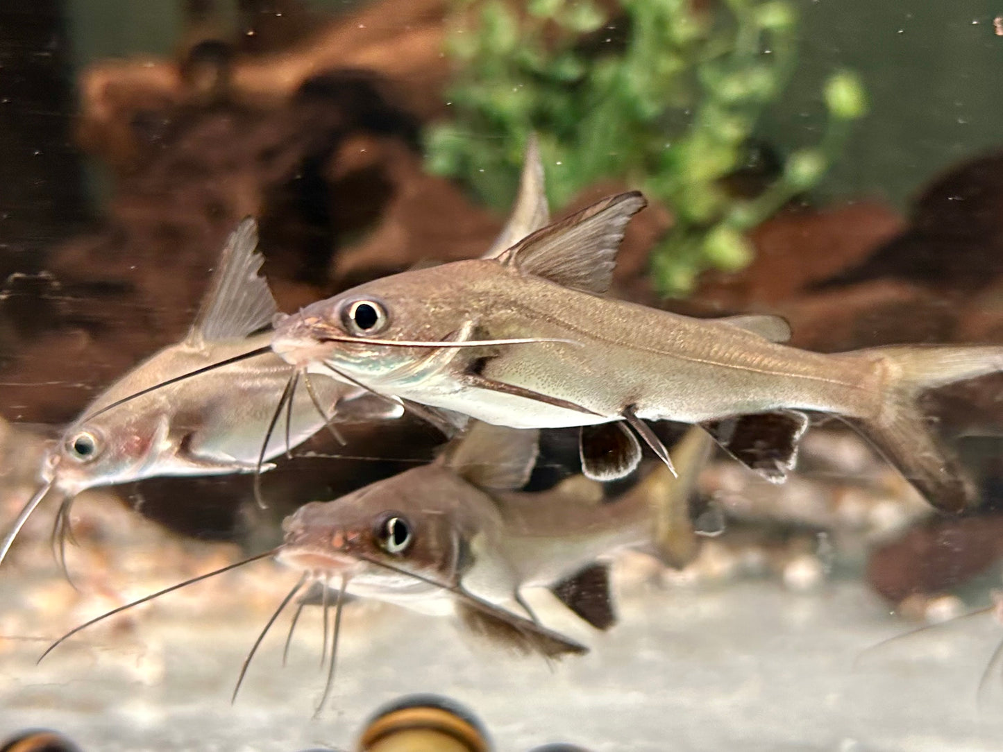 Westamerikanischer Kreuzwels Mini Hai Ariopsis seemanni