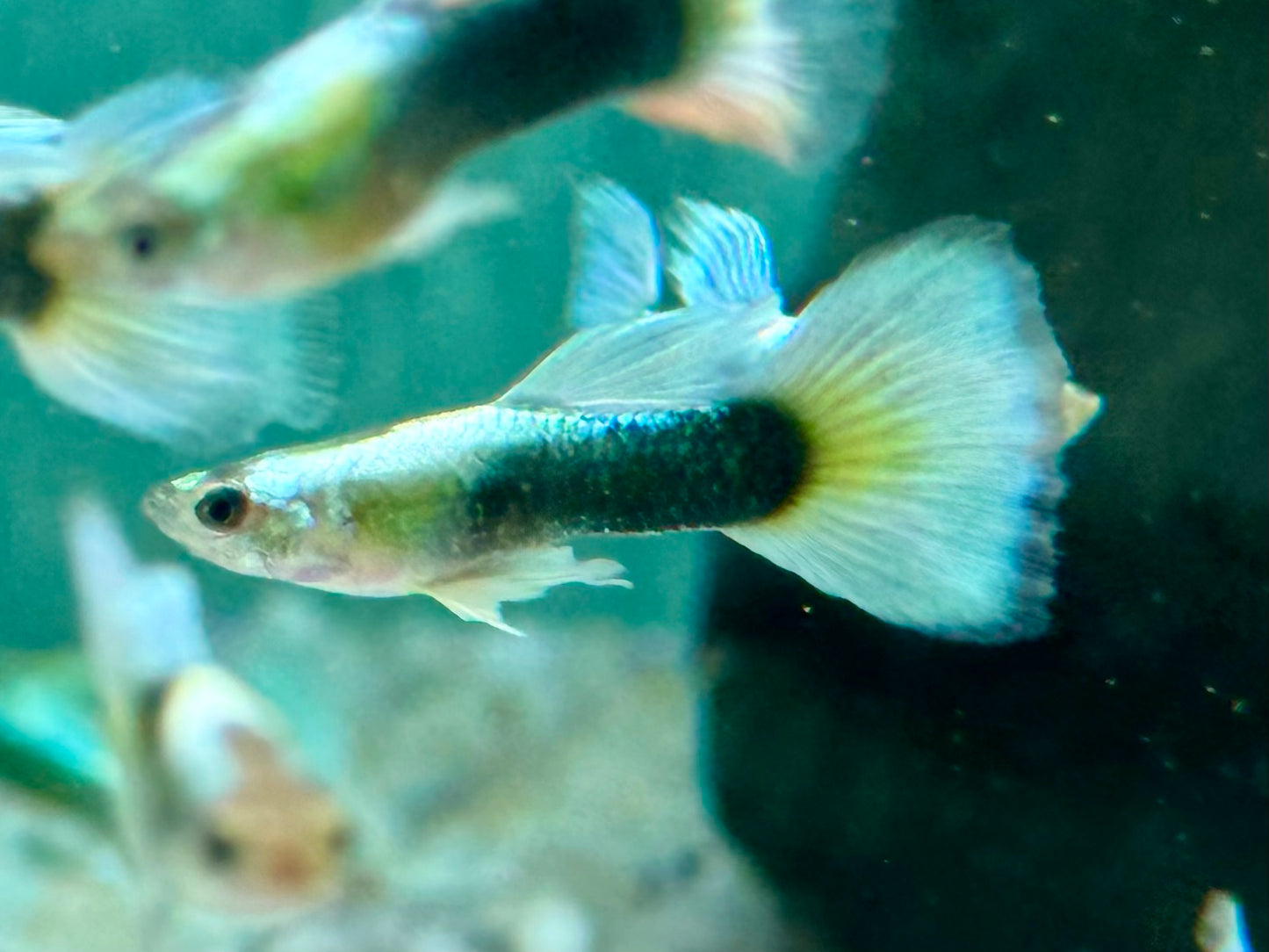 White Blue Tuxedo Guppy Poecilia reticulata Männchen