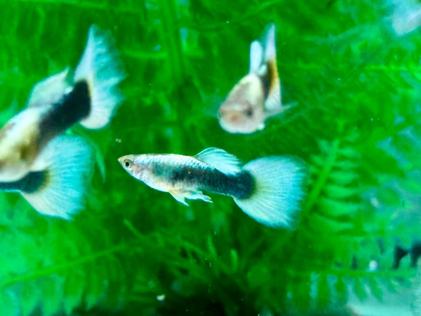 White Blue Tuxedo Guppy Poecilia reticulata Männchen