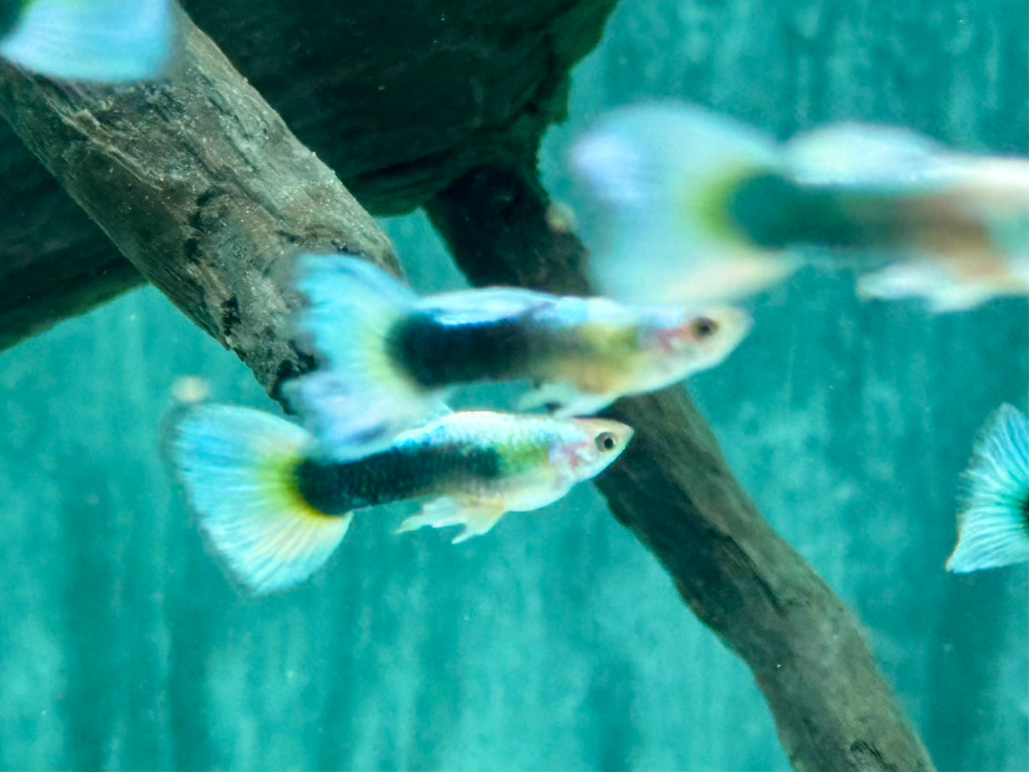 White Blue Tuxedo Guppy Poecilia reticulata Männchen