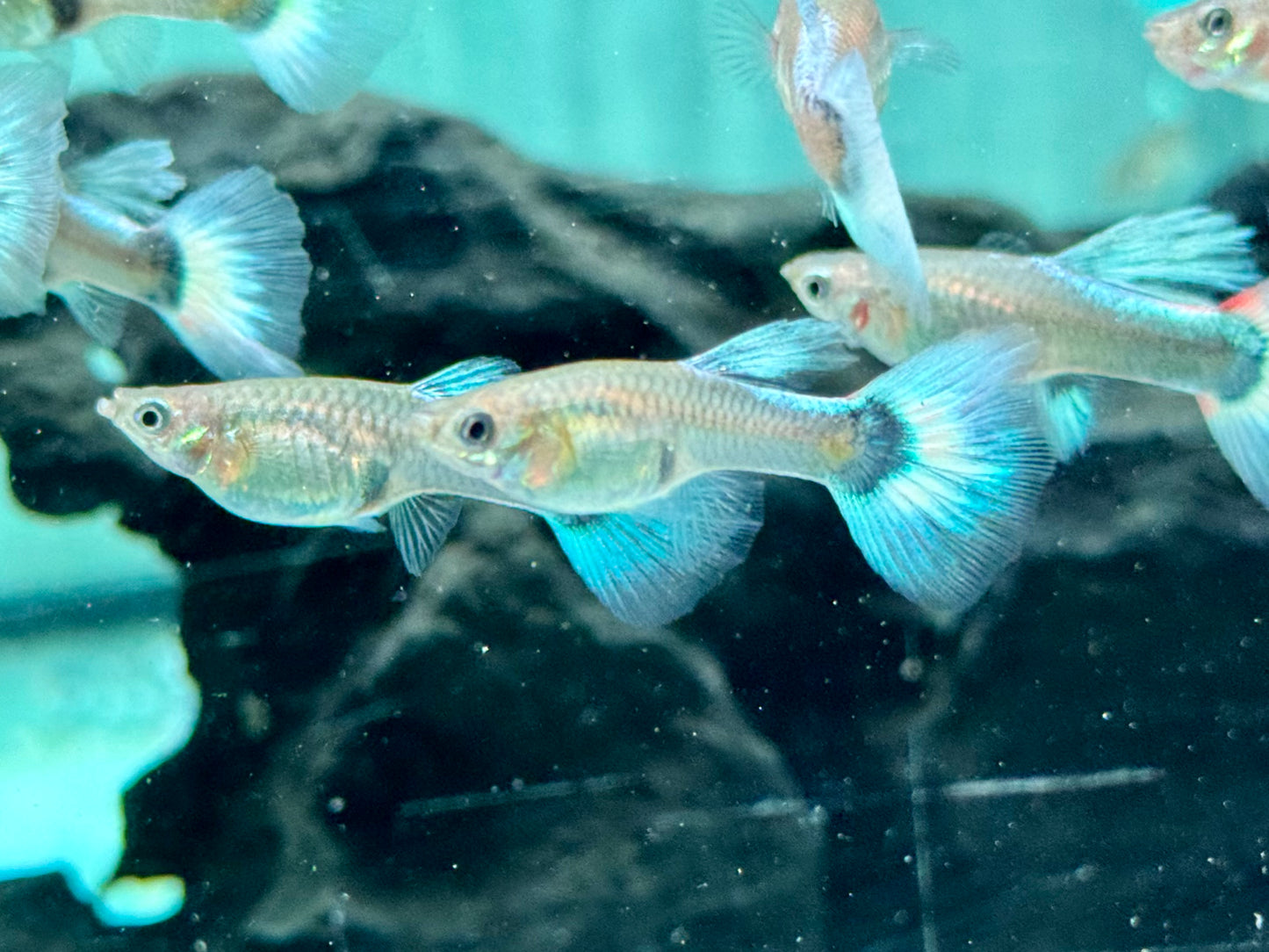 White Blue Tuxedo Guppy Poecilia reticulata Weibchen