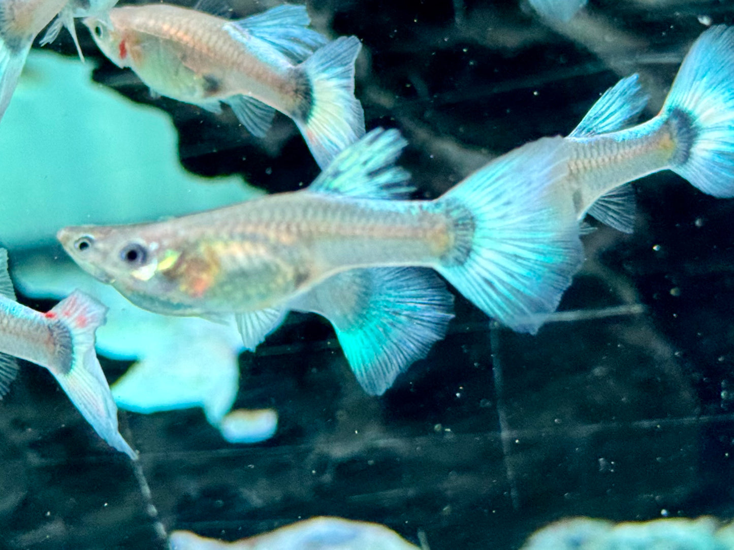 White Blue Tuxedo Guppy Poecilia reticulata Weibchen