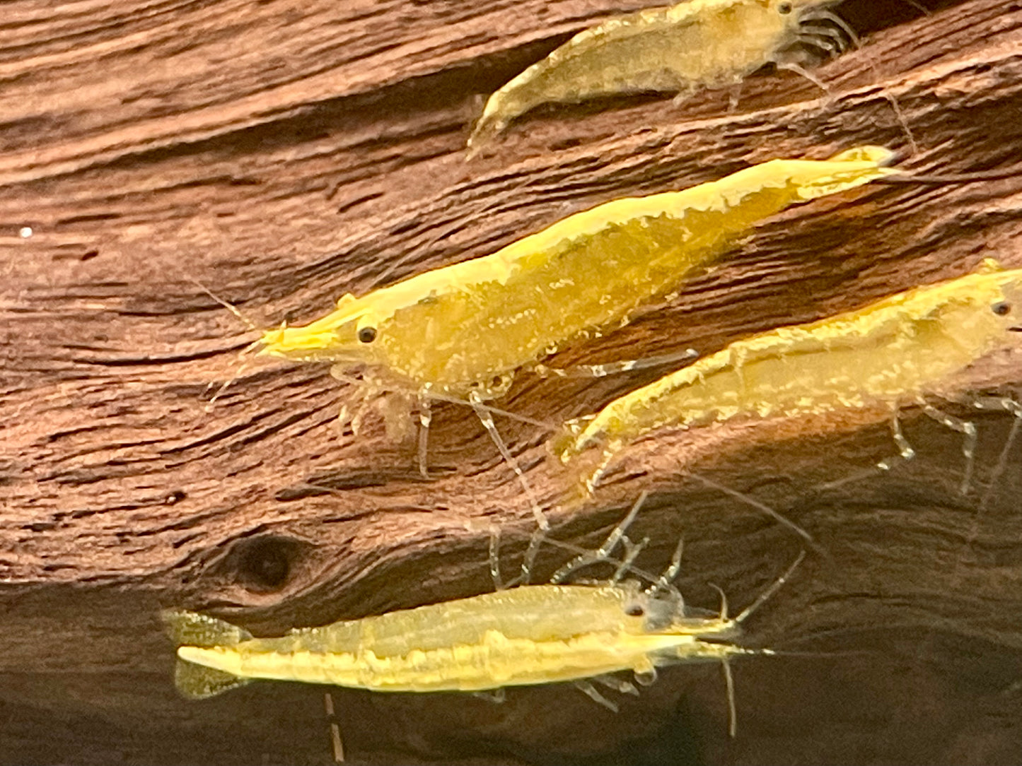 Yellow Fire Garnele Neocaridina davidi