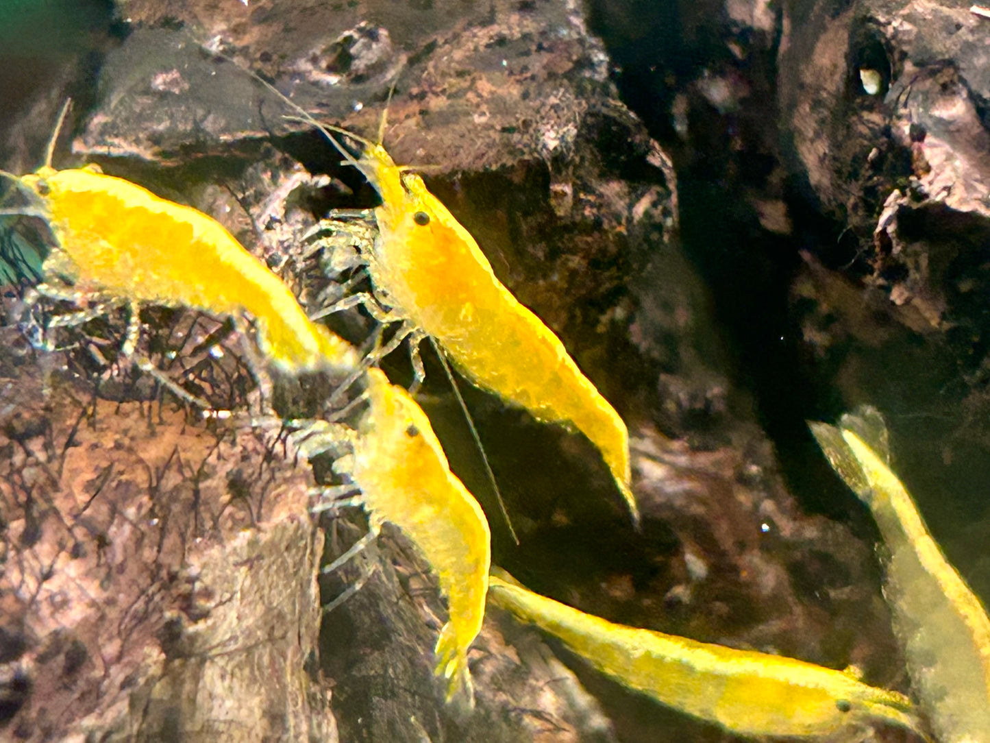 Yellow Fire Garnele Neocaridina davidi