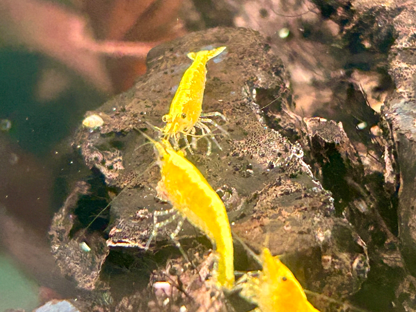 Yellow Fire Garnele Neocaridina davidi