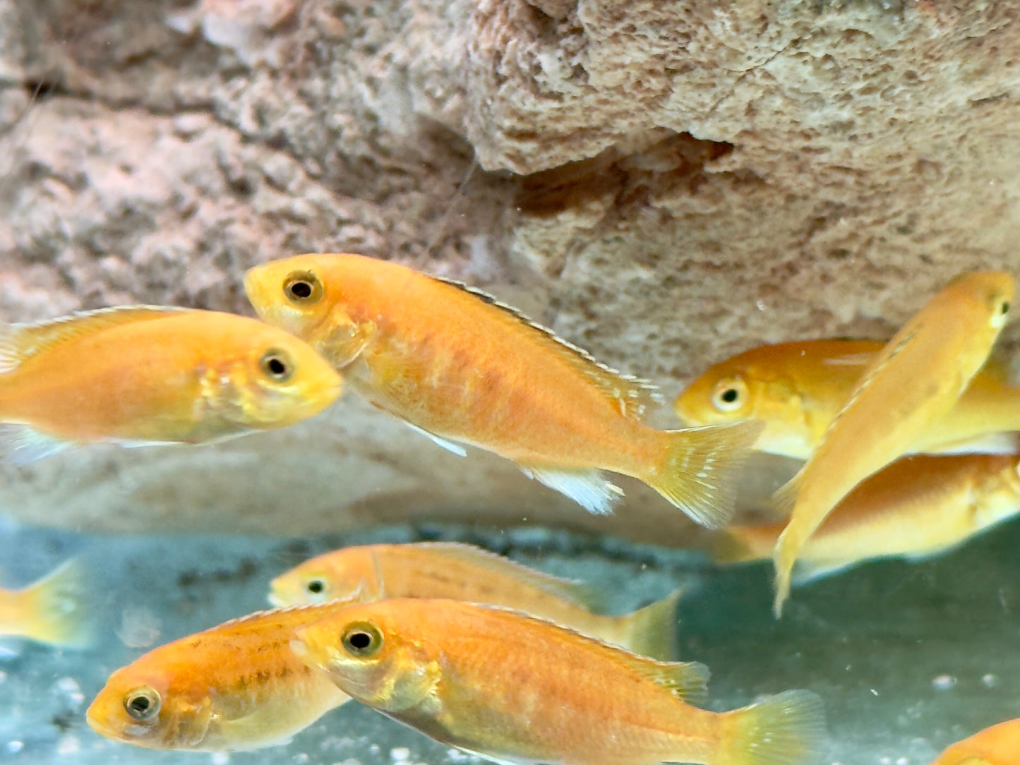 Yellow Gelber Malawibuntbarsch Labidochromis caeruleus