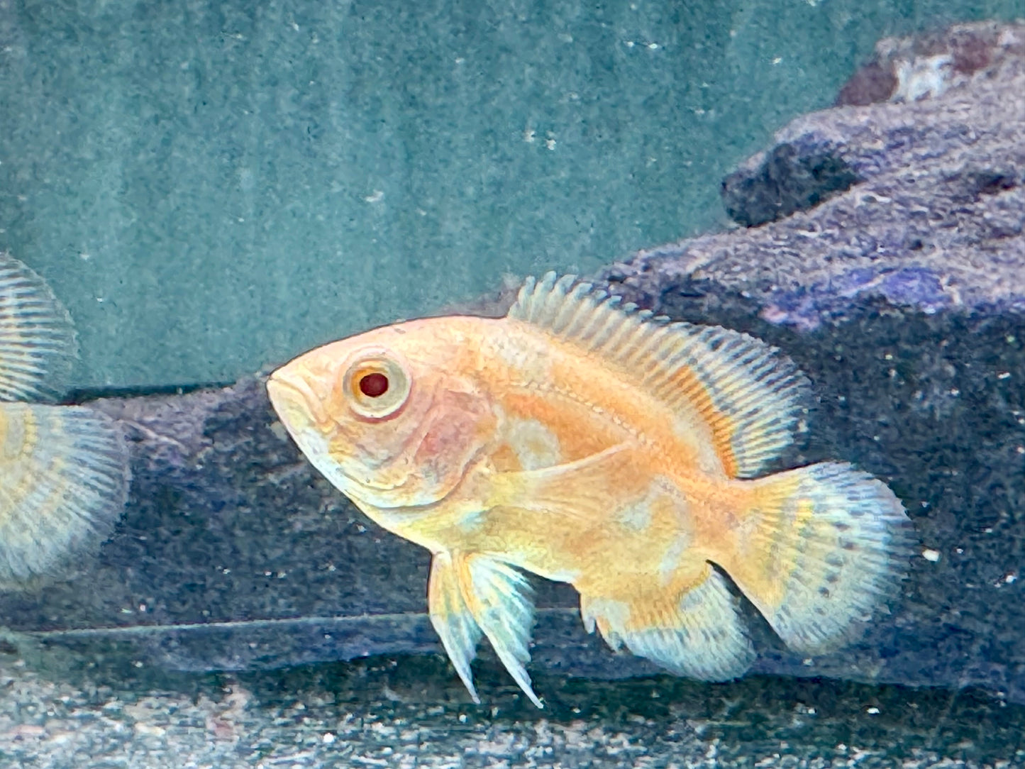 Yellow Lemon Oskar Pfauenaugenbuntbarsch Astronotus ocellatus 4-5 cm