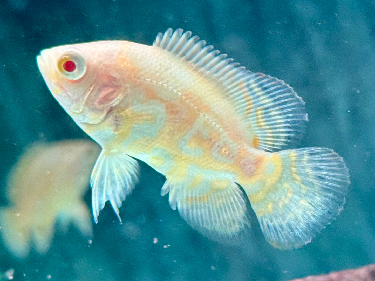 Yellow Lemon Oskar Pfauenaugenbuntbarsch Astronotus ocellatus 4-5 cm