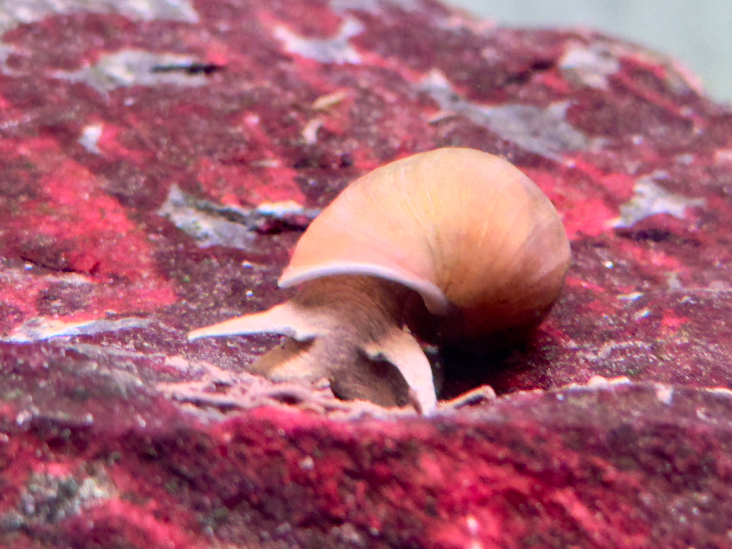 Yoda Schnecke Schlammschnecke Lymnaea stagnalis