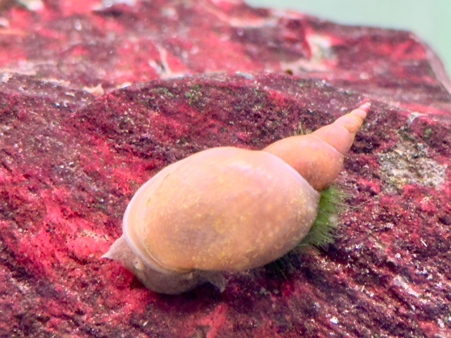 Yoda Schnecke Schlammschnecke Lymnaea stagnalis